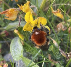 Bombus muscorum
