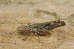 Arytaina genistae