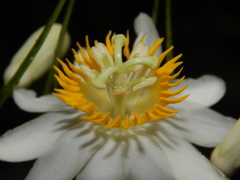 Passiflora grandis