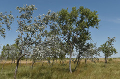Corymbia confertiflora