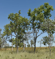 Corymbia confertiflora