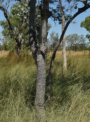 Corymbia confertiflora