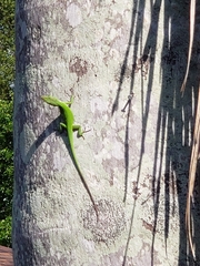 Anolis carolinensis
