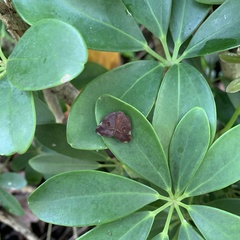 Ricania guttata