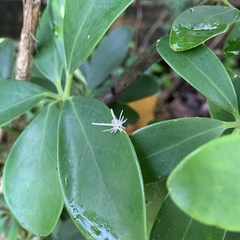 Ricania guttata