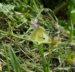 Pieris brassicae
