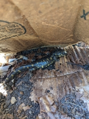 Ambystoma tigrinum