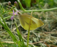 Pieris brassicae