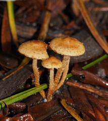 Pholiota squarrosipes