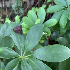 Ricania guttata