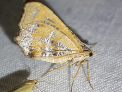 Dissomorphia australiaria