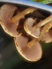 Pholiota squarrosipes