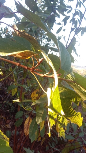 Croton bathianus