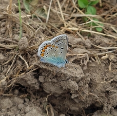 Polyommatus icarus