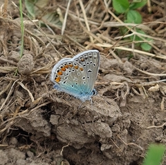 Polyommatus icarus