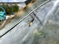 Ichneumon stramentor