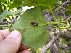 Troides magellanus