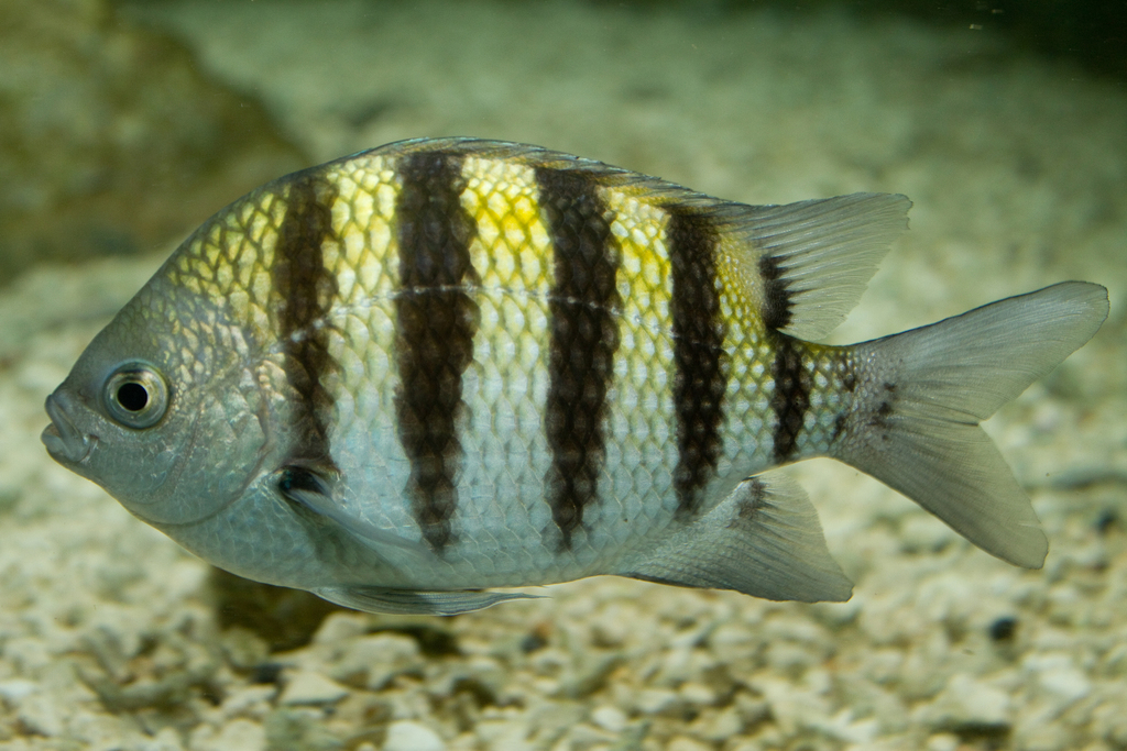 Atlantic Sergeant Major (Abudefduf saxatilis) - Marine Life Identification