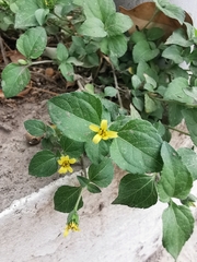 Calyptocarpus vialis