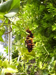 Troides magellanus