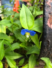 Commelina communis