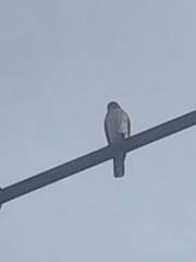 Buteo plagiatus