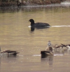 Fulica cornuta