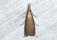 Donacaula roscidellus