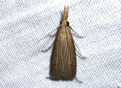 Donacaula roscidellus