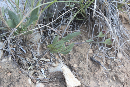 Image of Broken Babooncabbage (Othonna retrofracta) by (c) Karen Eichholz, some rights reserved (CC BY)