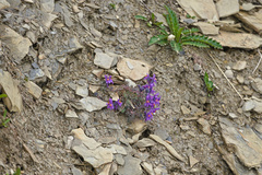 Linaria alpina alpina