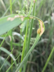 Subcoccinella vigintiquatuorpunctata