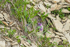 Linaria alpina alpina