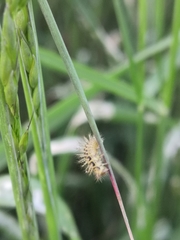 Subcoccinella vigintiquatuorpunctata