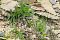 Linaria alpina alpina
