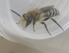 Colletes