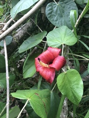 Hibiscus elatus
