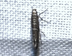 Neurobathra strigifinitella