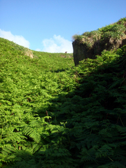 Hypolepis dicksonioides