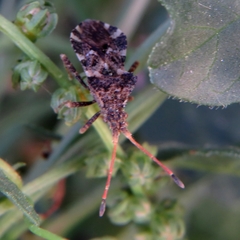 Centrocoris variegatus