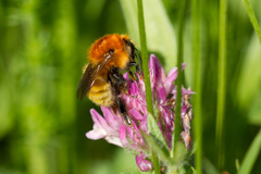 Bombus muscorum