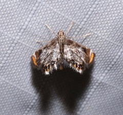 Chrysendeton nigrescens