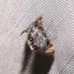 Chrysendeton nigrescens