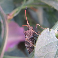 Centrocoris variegatus