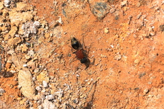 Bischoffitilla