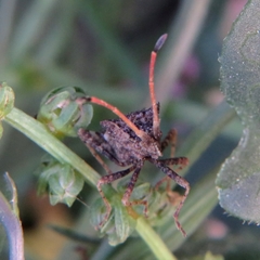 Centrocoris variegatus