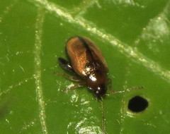 Psylliodes affinis