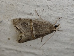 Euchromius jaxartella