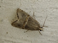 Euchromius jaxartella