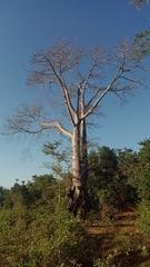 Adansonia madagascariensis